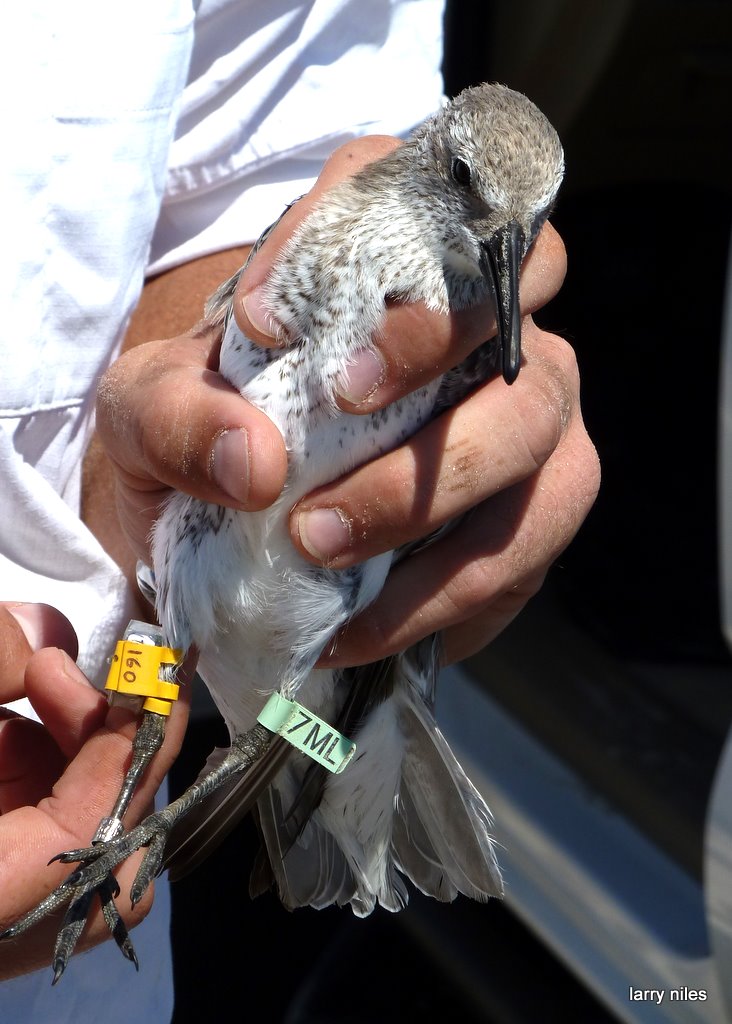 red knot with geolocator