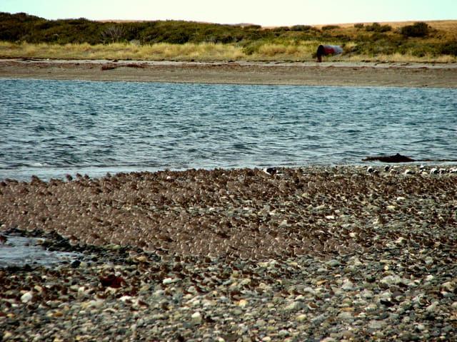 Daytime roost along the straits of Magellan at Bahia Azul in 2007