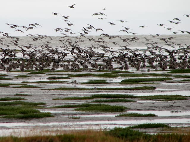 Daytime-roost-oof-red-knots-on-the-edge-of-salicornia-on-Bahia-Lomas-on-a-spring-