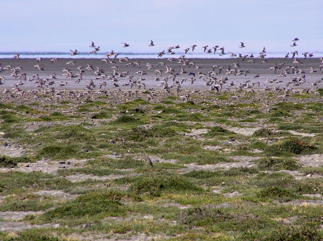 Hudsonian-Godwits-and-Knots-flying-low-over-salicornia-patch.jpg
