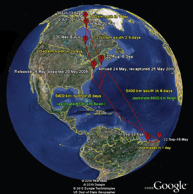 map of red knot 1VL developed from a geolocator when recaptured on Delaware Bay. 1VL nested on Southampton Island.