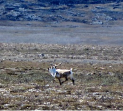 Caribou bull