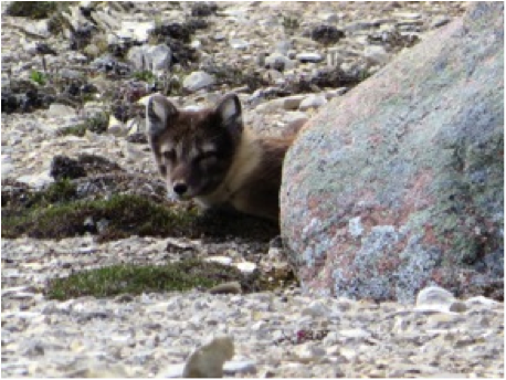 Arctic Fox are one of the top predators of shorebird eggs. A mottled brown color in the summer, their fur turns snow white every winter.