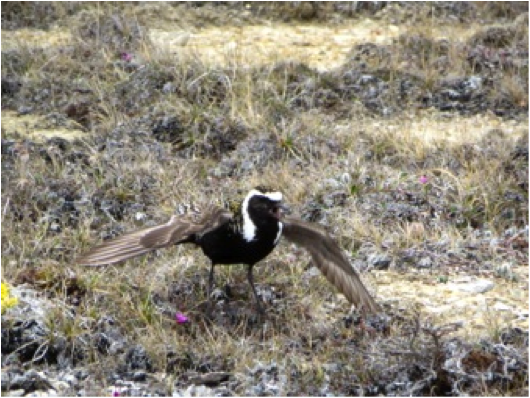 The trip was worth the effort: we found American Golden Plover, Semipalmated Sandpiper, Dunlin and one Long-tailed Jaeger nest.