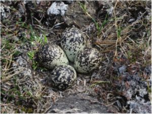 A golden plover nest.