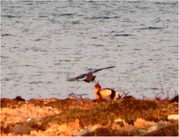 Predation defines all populations in the Arctic, and two of the chief predators are the Arctic Fox and jaegers. Here, an Arctic Fox is mobbed by a Long-tailed Jaeger whose nest is close by. Both predate chicks from newly-hatched shorebird nests.