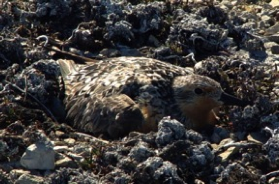 A nesting red knot found on Southampton Island in 2003