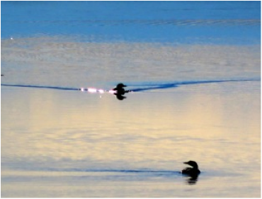 Red-throated Loons