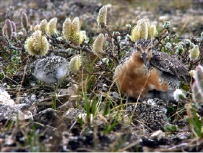 A knot with his brood of chicks.