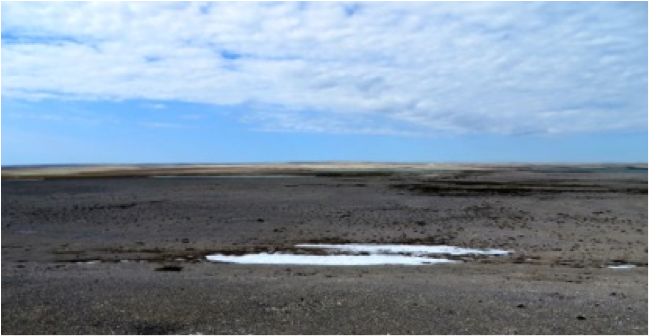 A typical ridge nesting habitat on knot plateau.