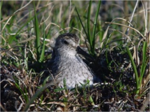 A Semipalmated Sandpiper nesting in wetland tundra on Southampton Island.