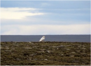 Another of the Arctic's top predators: a Snowy Owl.