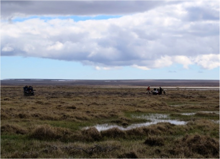 Once into the formidable wetland of the Sutton River, our machines frequently sank up to the axles in mud. We spent most of the day trying to cross the wetland, but couldn’t. And all the while, we had to keep watch for bears.