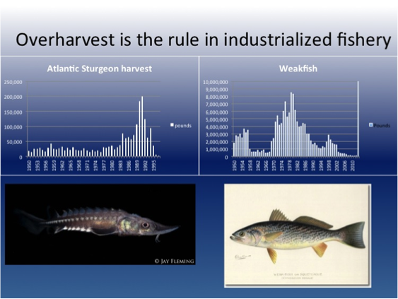 The graph on the length perfectly demonstrates the collapse of Atlantic Sturgeon on Delaware Bay and the industry’s approach to management on the Bay. Fishermen quickly decimated the Delaware Bay’s population of sturgeon between the mid 80s and 90s. Once overfished, the population collapsed, and now the fish is federally listed. The impact of that listing now falls on local residents, because they must now deal with the federal endangered species act with every coastal development or management project. The culprits who damaged the species moved on without penalty. The same is now occurring to weakfish. Once the iconic fish species of the Bay, it is now a minor sport for a dwindling number of fishermen. Many other species are facing the same fate.