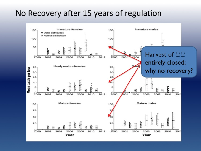 These graphs show the results of the much-ballyhooed trawl survey that serves as the basis for the model that determines the number of horseshoe crabs that can be harvested every year. Despite the fact that the harvesting of female crabs has been outlawed outright for several years, there has still been no improvement in the population. Making matters worse for the crabs, this survey will be discontinued starting in 2014 due to a lack of funding.