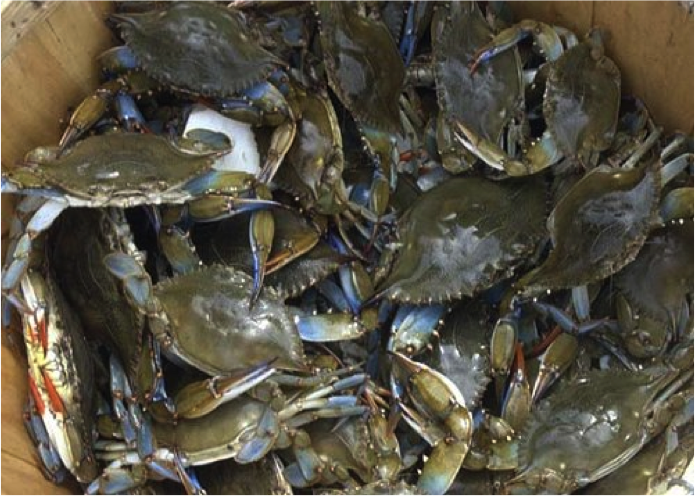 Catching a bucket of Blue Claw crabs was once the norm after a day spent crabbing on a Delaware Bay creek. Commercial operations now take most legal crabs, leaving few for residents and visitors unless you want to buy them at $2 apiece.