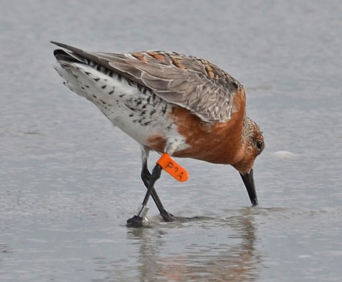 Red-knot-by-Pat-Oleary