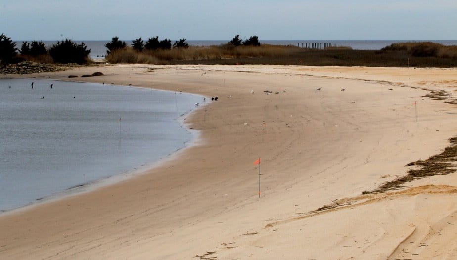 Gulls-and-cormorants