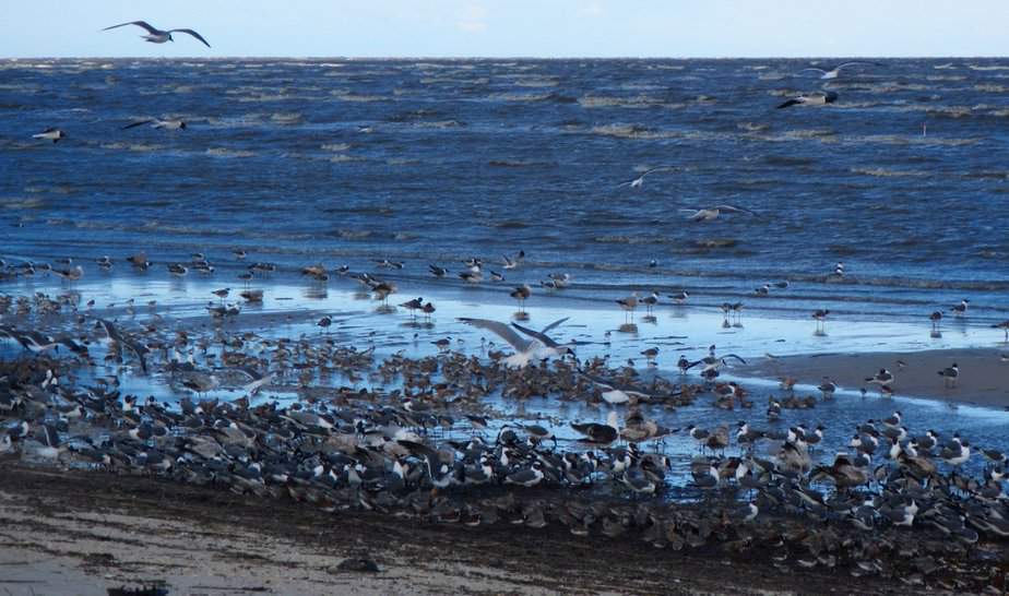 early morning at Reeds Beach on Delaware Bay. The winds gusted to 25 knots.