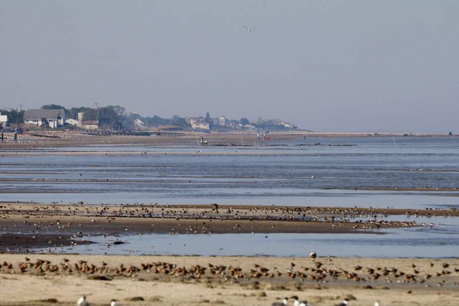 Thousands of red knots, ruddy turnstones sanderling, semi palmated sandpipers use the inter tidal flat near Kimble’s Beach, Delaware Bay. They forage on eggs washed out from the beaches and spread across the flat.
