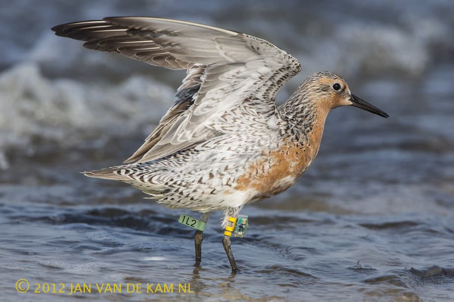 A red knot with a geolocator attached on Delaware Bay, New Jersey, USA