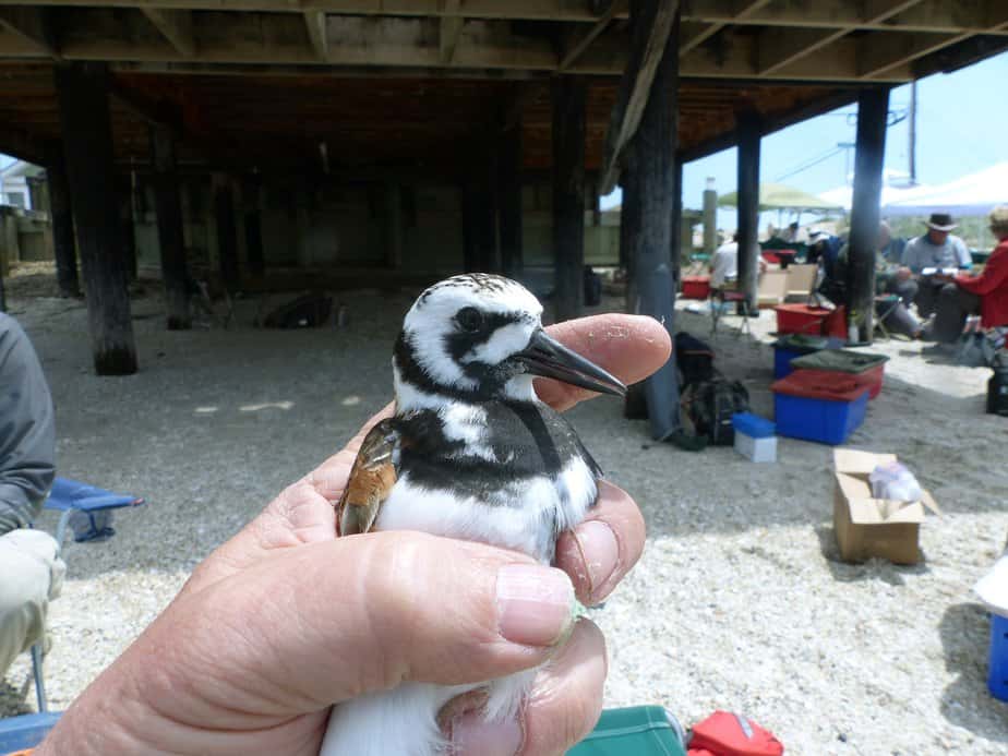 Team bands a ruddy turnstone caught on reeds beach