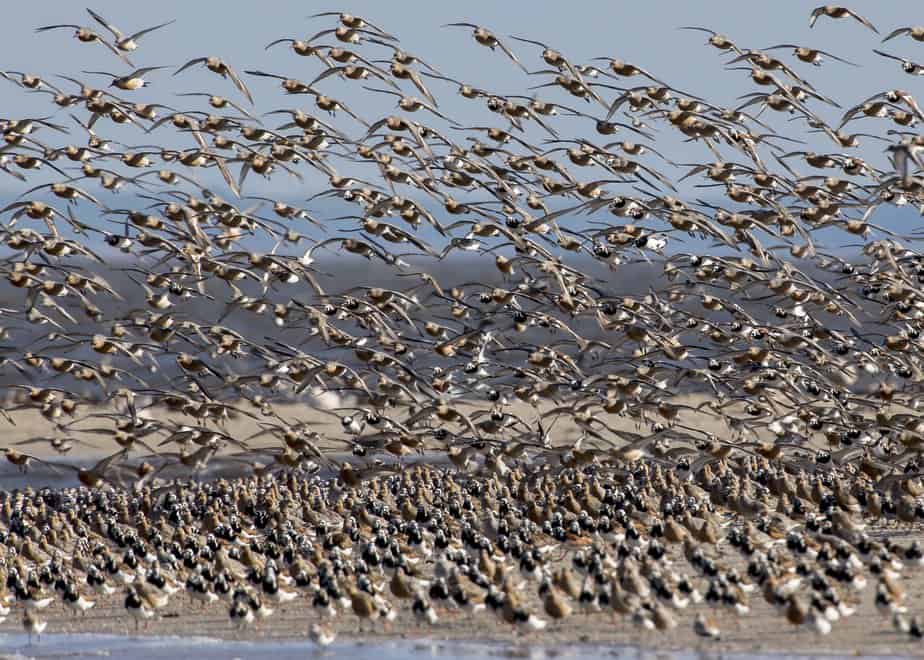 Red Knots Photo by Al Janer