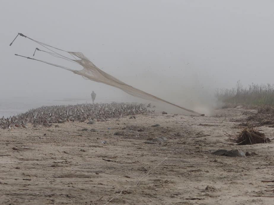 Cannon netting on Delaware Bay . Photo by Mark Peck