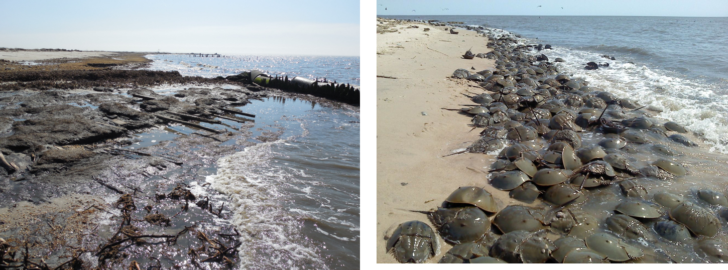 Moore’s Beach before and after restoration by the American Littoral Society and Conserve Wildlife Foundation of NJ