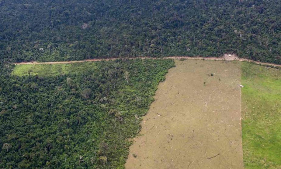 An illegal forest cut in the Brazilian rainforest in the state of Para