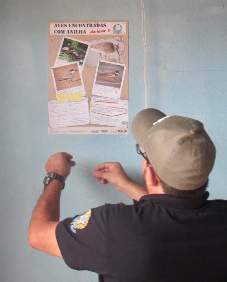 Edginaldo hangs a small poster on the conservation of shorebirds and the reporting of bands or flags.