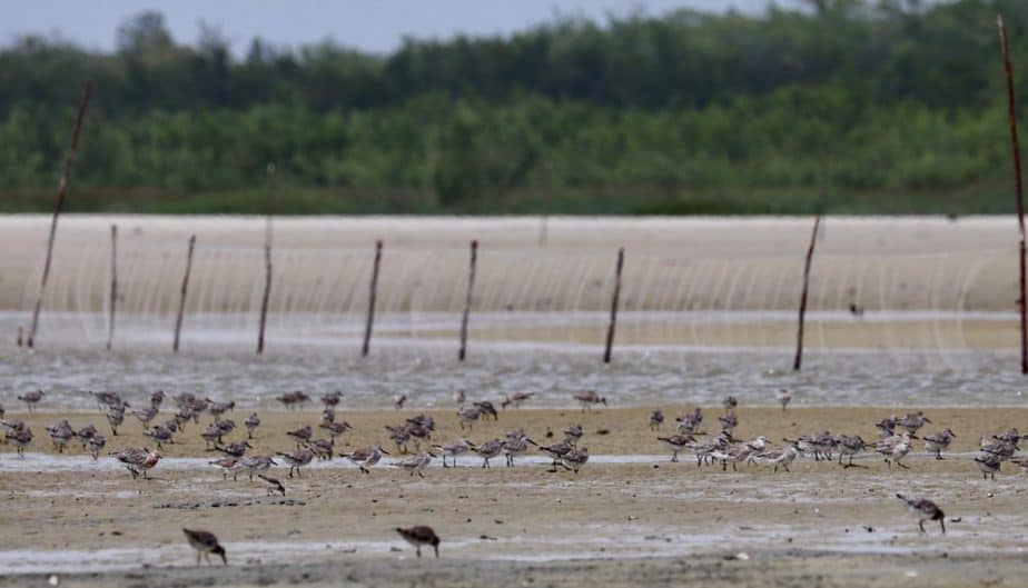 Red knots, sanderlings, short billed dowitchers and other shorebird forage in the inter-tidal estuary of Morro Branco