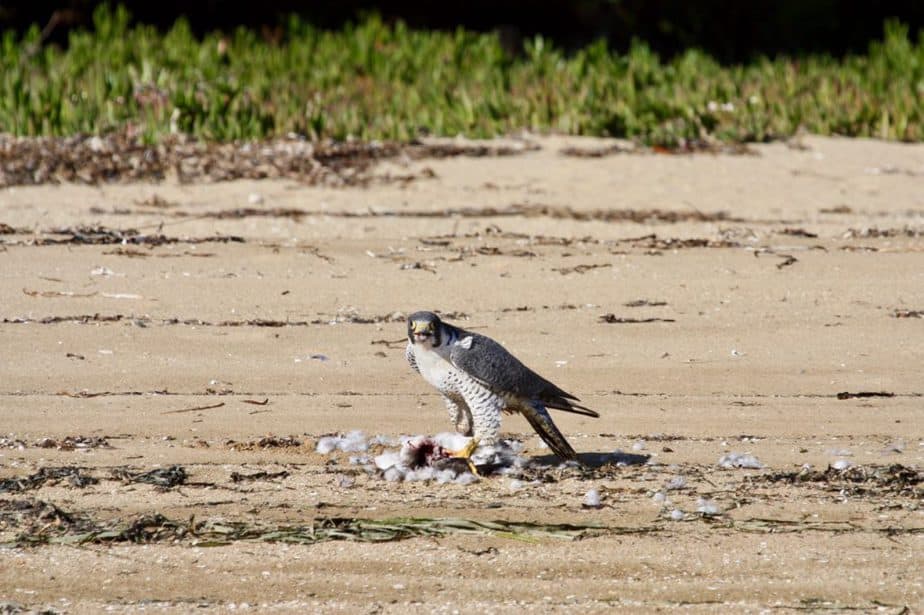 A Peregrine Falcon on Brigantine Beach, NJ