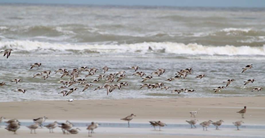 wintering knots in flight