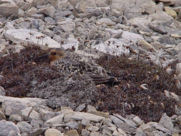 Red Knot