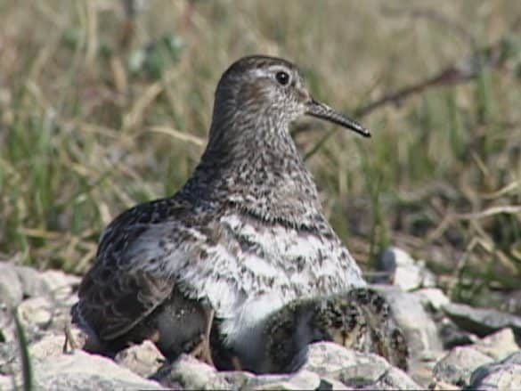 Brooding Purple Sandpiper