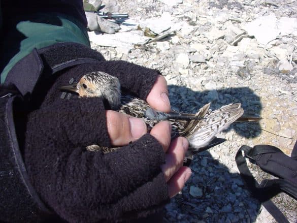 Bird with Transmitter