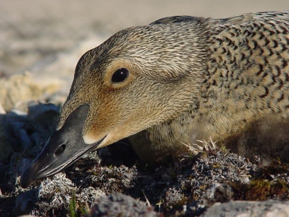 King Eider on Nest