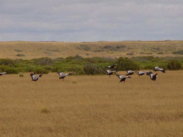 Ibis on the Pampas