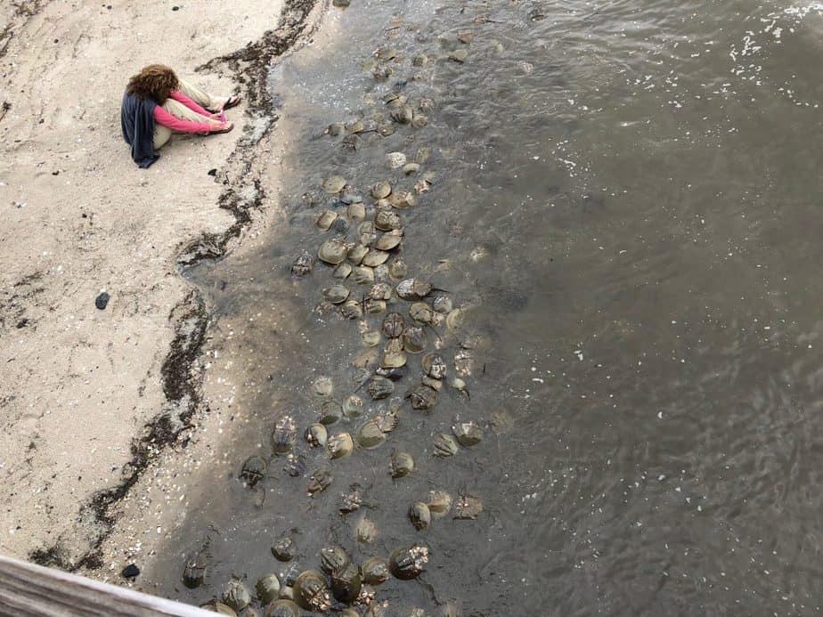taken movie of horseshoe crabs