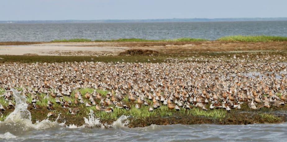 red knots on egg island NJ