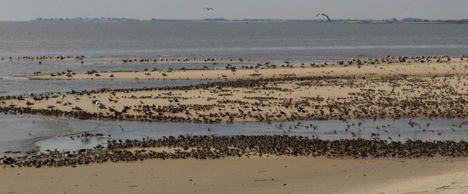 shorebirds at cooks creek NJ