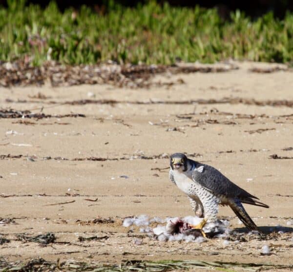 Peregrine falcon eating shorebird
