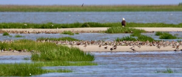 shorebirds feeding beneath an adult bald eagle