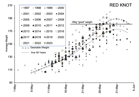 Red Knots weight