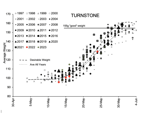 Ruddy Turnstone weights